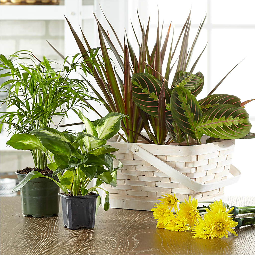 Florist Designed Blooming and Green Plants in a Basket – AKIKO'S FLORAL ARTS, Wellsboro PA