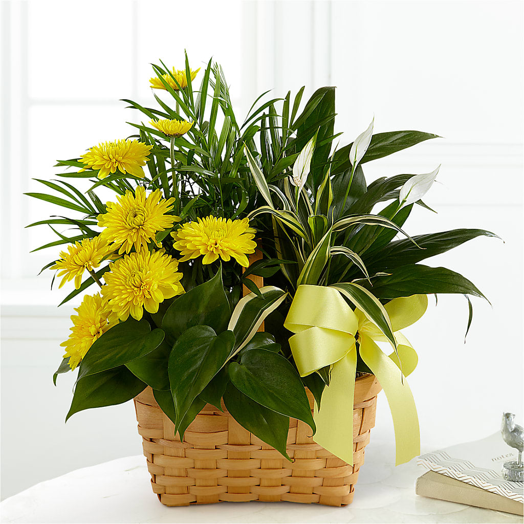 Loving Light Dishgarden – AKIKO'S FLORAL ARTS, Wellsboro PA