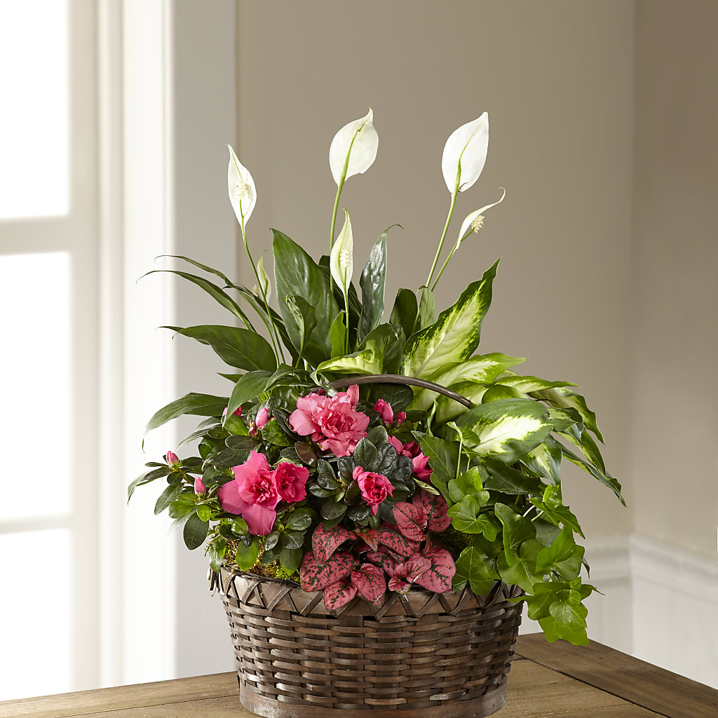 Dream in Pink Dishgarden – AKIKO'S FLORAL ARTS, Wellsboro PA