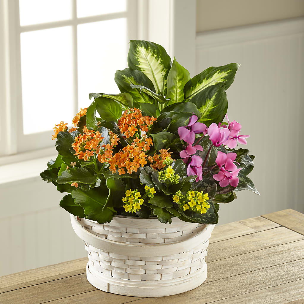Color Crush Dishgarden – AKIKO'S FLORAL ARTS, Wellsboro PA