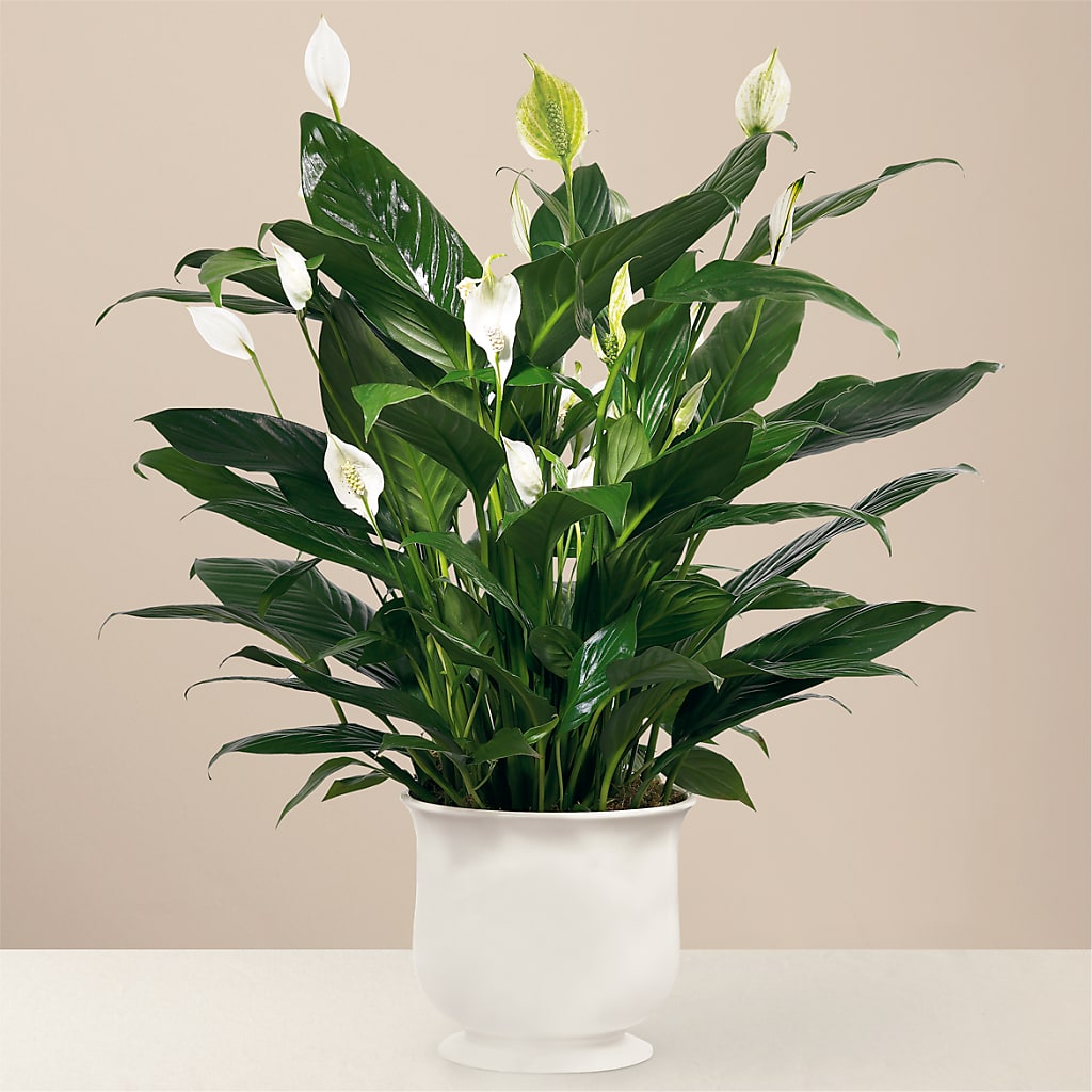 Comfort Planter – AKIKO'S FLORAL ARTS, Wellsboro PA