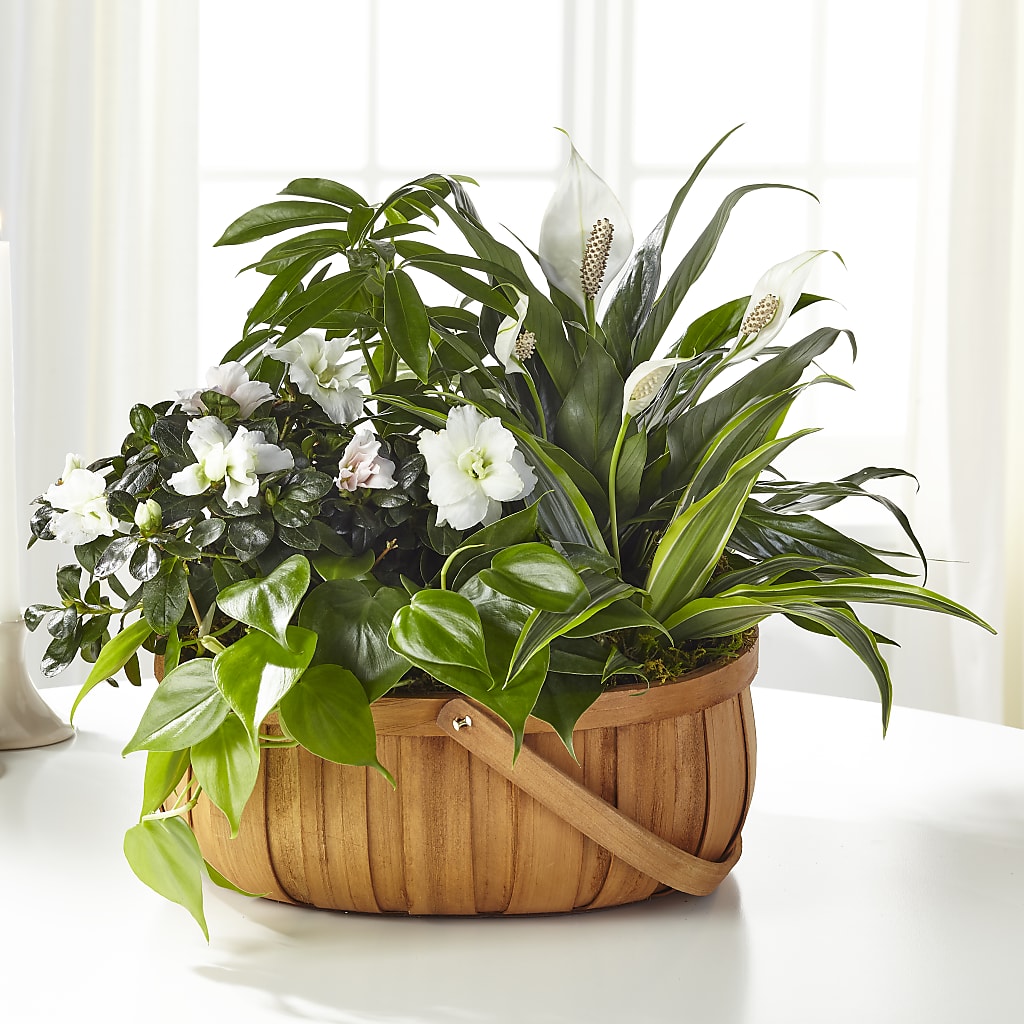 Serene Dishgarden – AKIKO'S FLORAL ARTS, Wellsboro PA