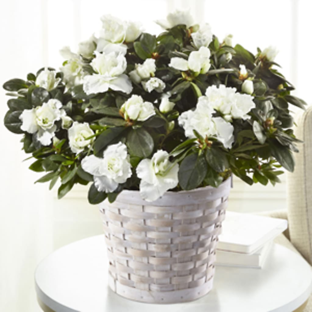 White Azalea Plant – AKIKO'S FLORAL ARTS, Wellsboro PA