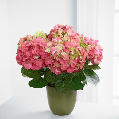 Pink Hydrangea Planter – AKIKO'S FLORAL ARTS, Wellsboro PA