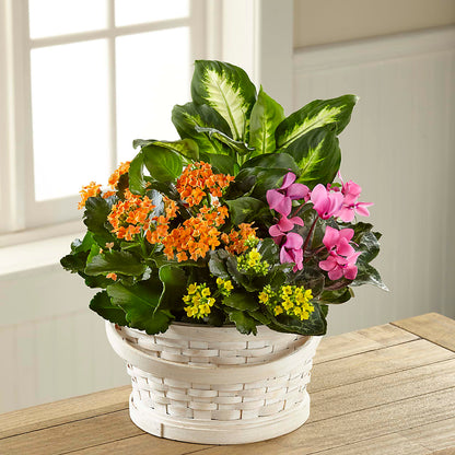 Color Crush Dishgarden – AKIKO'S FLORAL ARTS, Wellsboro PA