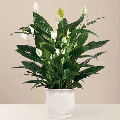 Comfort Planter – AKIKO'S FLORAL ARTS, Wellsboro PA