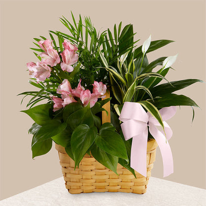 Living Spirit Dishgarden – AKIKO'S FLORAL ARTS, Wellsboro PA