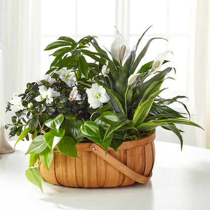 Serene Dishgarden – AKIKO'S FLORAL ARTS, Wellsboro PA